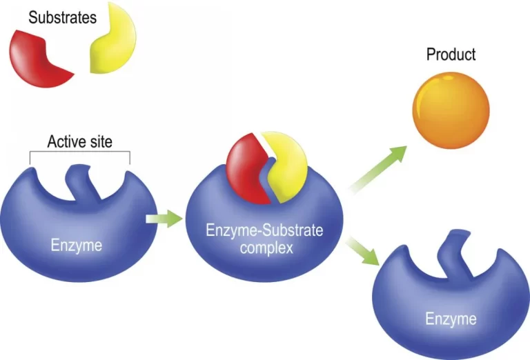 Vai trò của enzym tiêu hóa với người chạy bộ